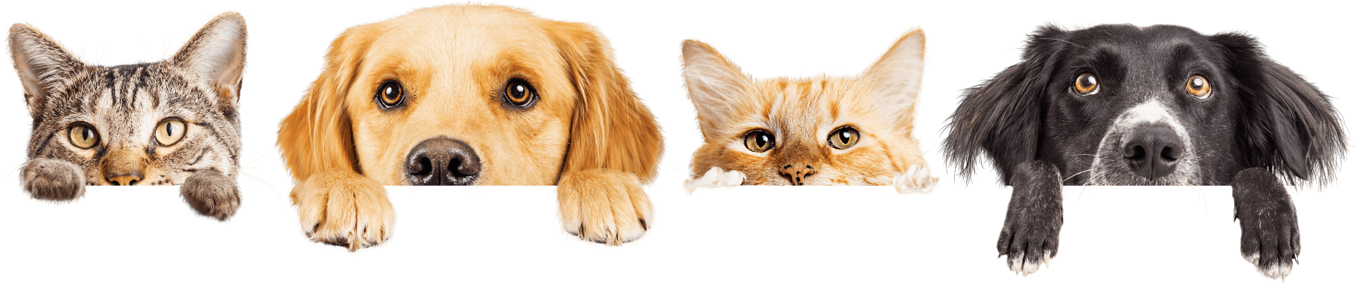 cat and dogs watching bg